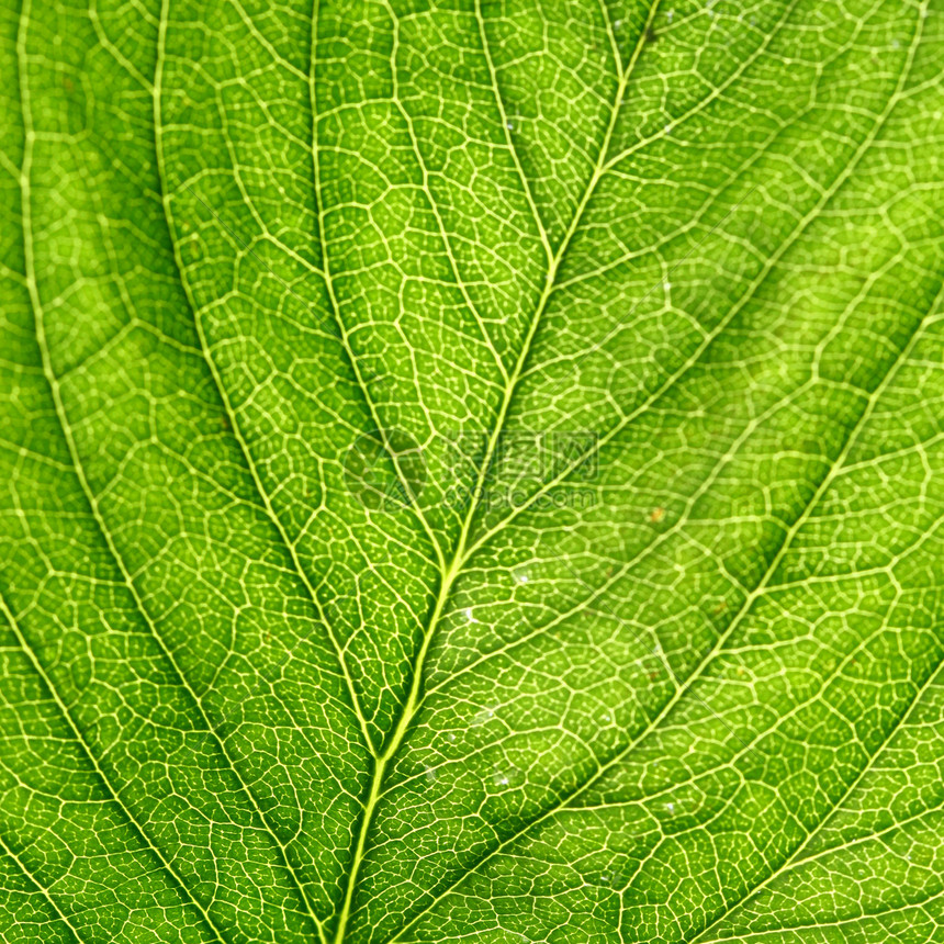 绿叶植物学花园生物学生活材料宏观叶子刀刃绿色进步图片