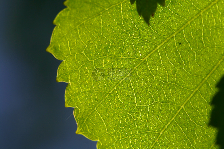 绿叶刀刃生态生活宏观戏剧性脊柱环境叶子植物学生长图片