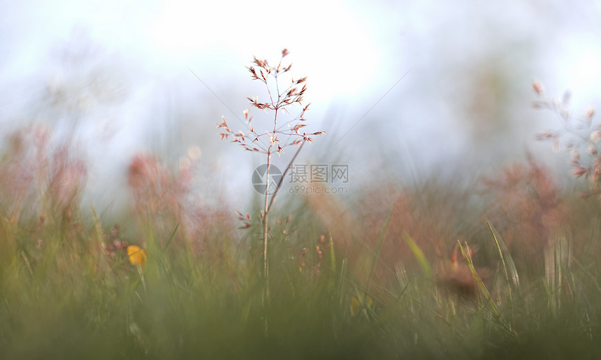 红草编织宏观稻草生物学阳光叶子花园太阳植物学生长光合作用图片