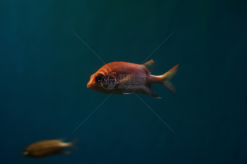 鱼在水族中热带异国黄色爱好蓝色情调图片