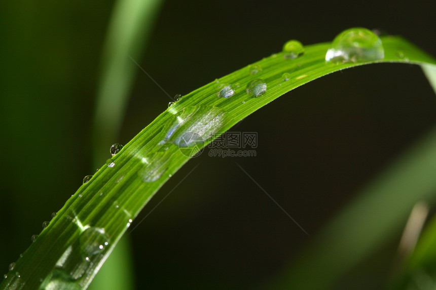 自然自流水叶子环境天气雨滴水滴生长露珠生活液体草地图片