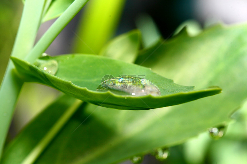 自然自流水叶子生活环境液体露珠雨滴宏观生长水滴绿色图片