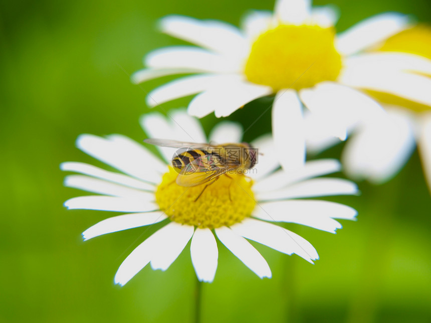 蜜蜂用雏菊喂养 接近绿色图片
