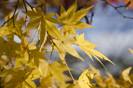 五颜六色的秋天树叶背景植物植物群栖息地阳光叶子生活木头森林蓝色活力背景图片
