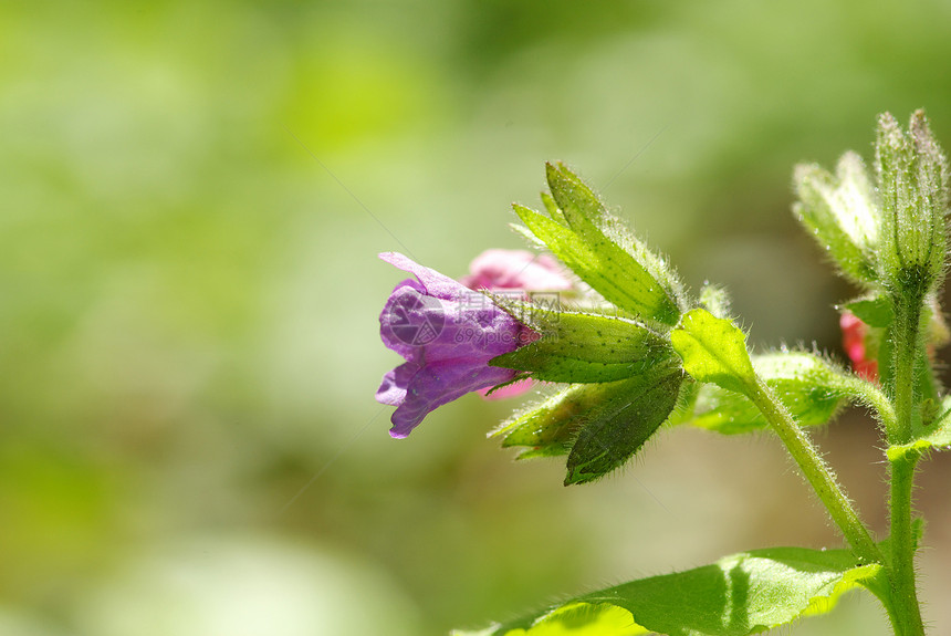 花公园阴影花园植物毛茛宏观森林蓝色植物群花瓣图片