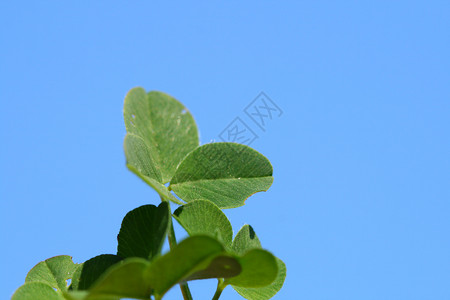 蓝色星云财富绿色季节性三叶草叶子天空植物自由运气背景图片