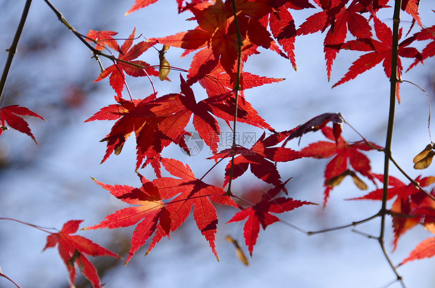 五颜六色的秋天树叶背景环境娱乐叶子天空木头栖息地背光阳光植物学掌心图片