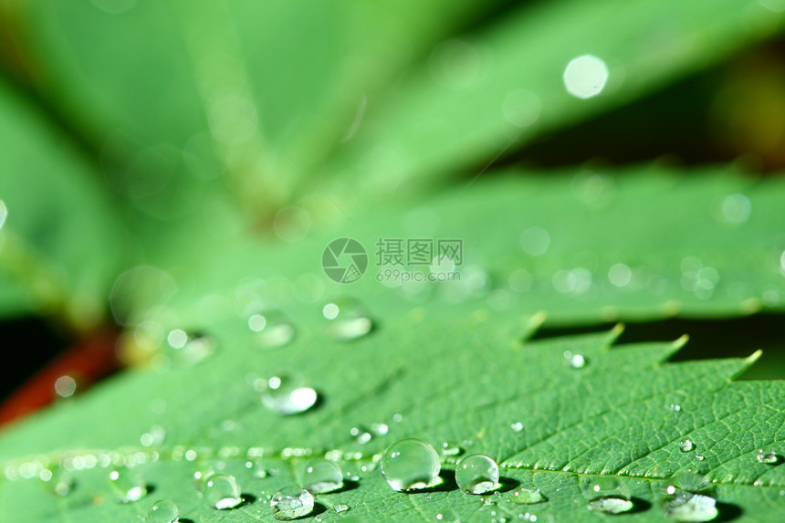 自然自流水液体露珠天气草地雨滴宏观生活水滴叶子环境图片