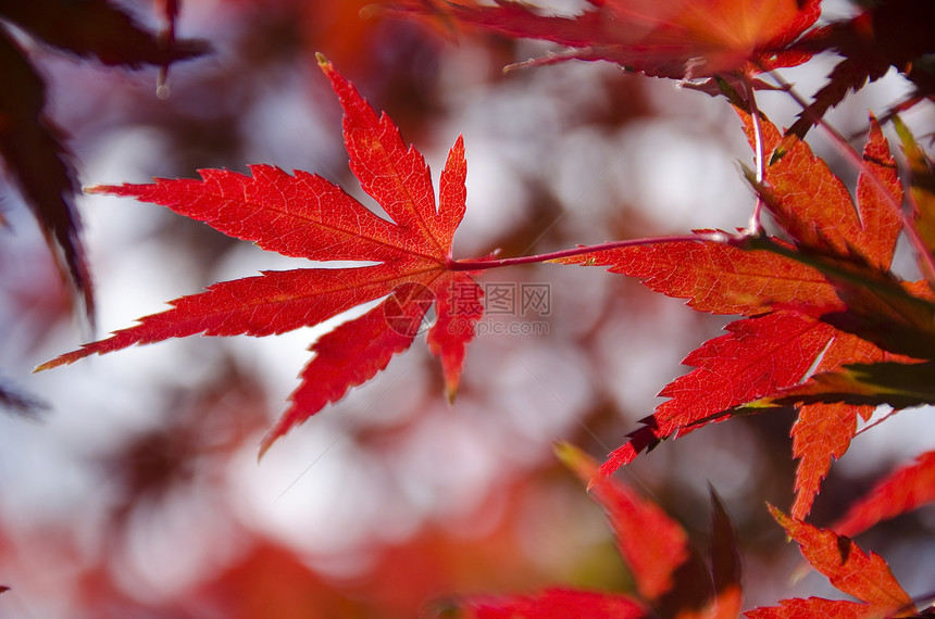 五颜六色的秋天树叶背景阳光娱乐生长环境掌心太阳活力背光木头叶子图片