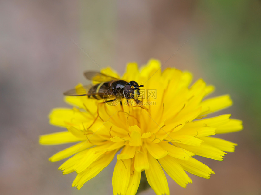 一只蜜蜂在尖利的黄色花朵上喂食宏观植物群季节植物蓝色场景植物学昆虫荒野太阳图片