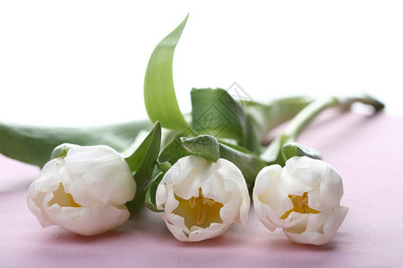 3个白色郁金香礼物背景图片
