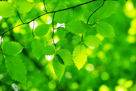 树叶环境绿色森林树木叶子宏观植物生长背景图片