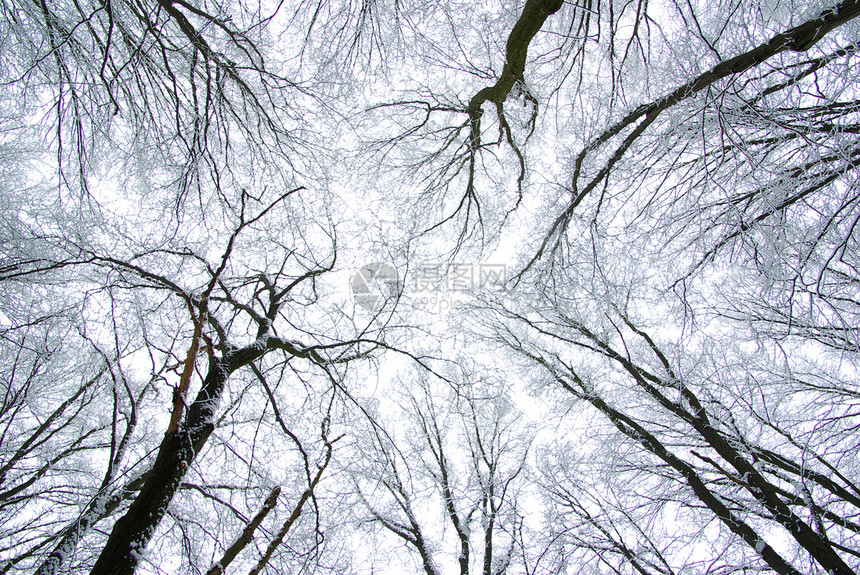 森林季节植物雪花团体天气天空树木白色图片