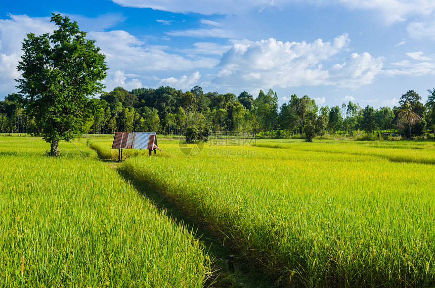 稻田和蓝天空生长热带农田食物农村场地培育黄色谷物金子图片
