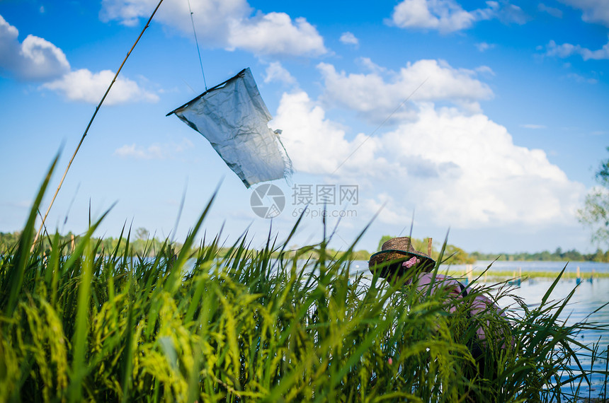 大水田洪水和蓝天收成黄色草地农村粮食金子乡村绿色培育稻田图片