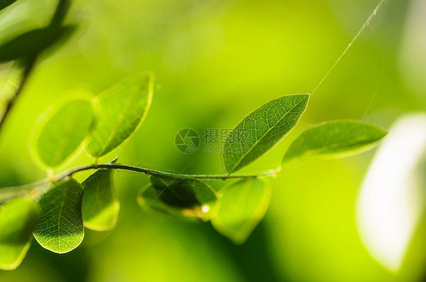 绿叶天空花园射线季节绿色环境植物横梁树叶生长图片