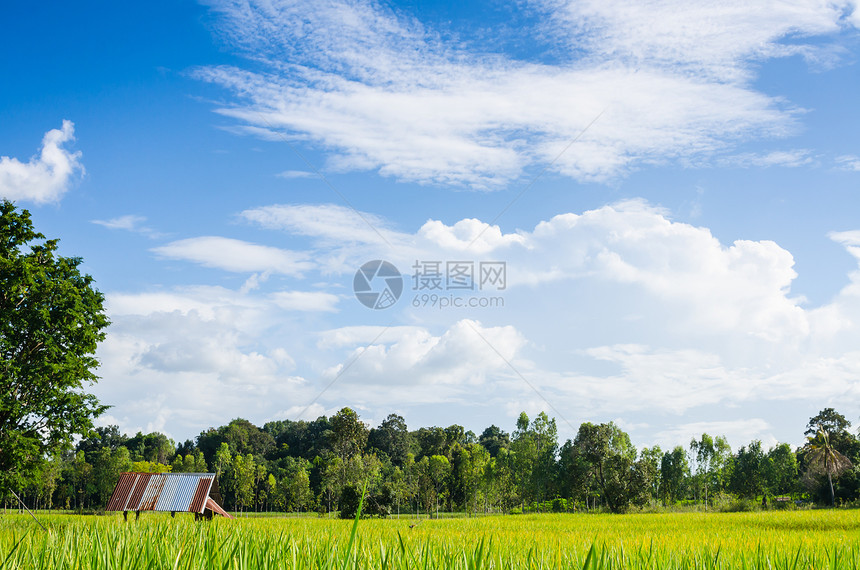 稻田和蓝天空农田食物农村热带绿色谷物黄色草地培育生长图片