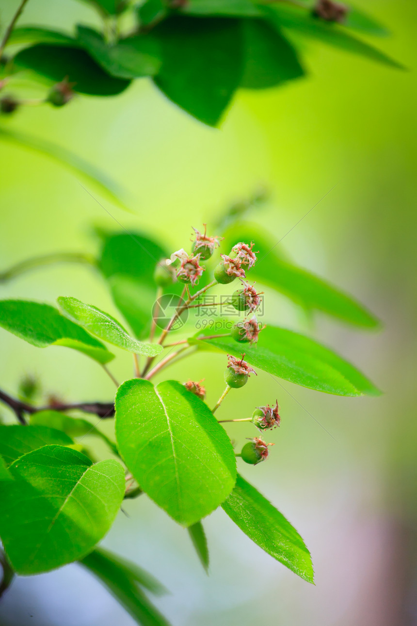 美丽的树叶在收缩中植物植物学宏观环境叶子阳光生长森林衬套绿色图片