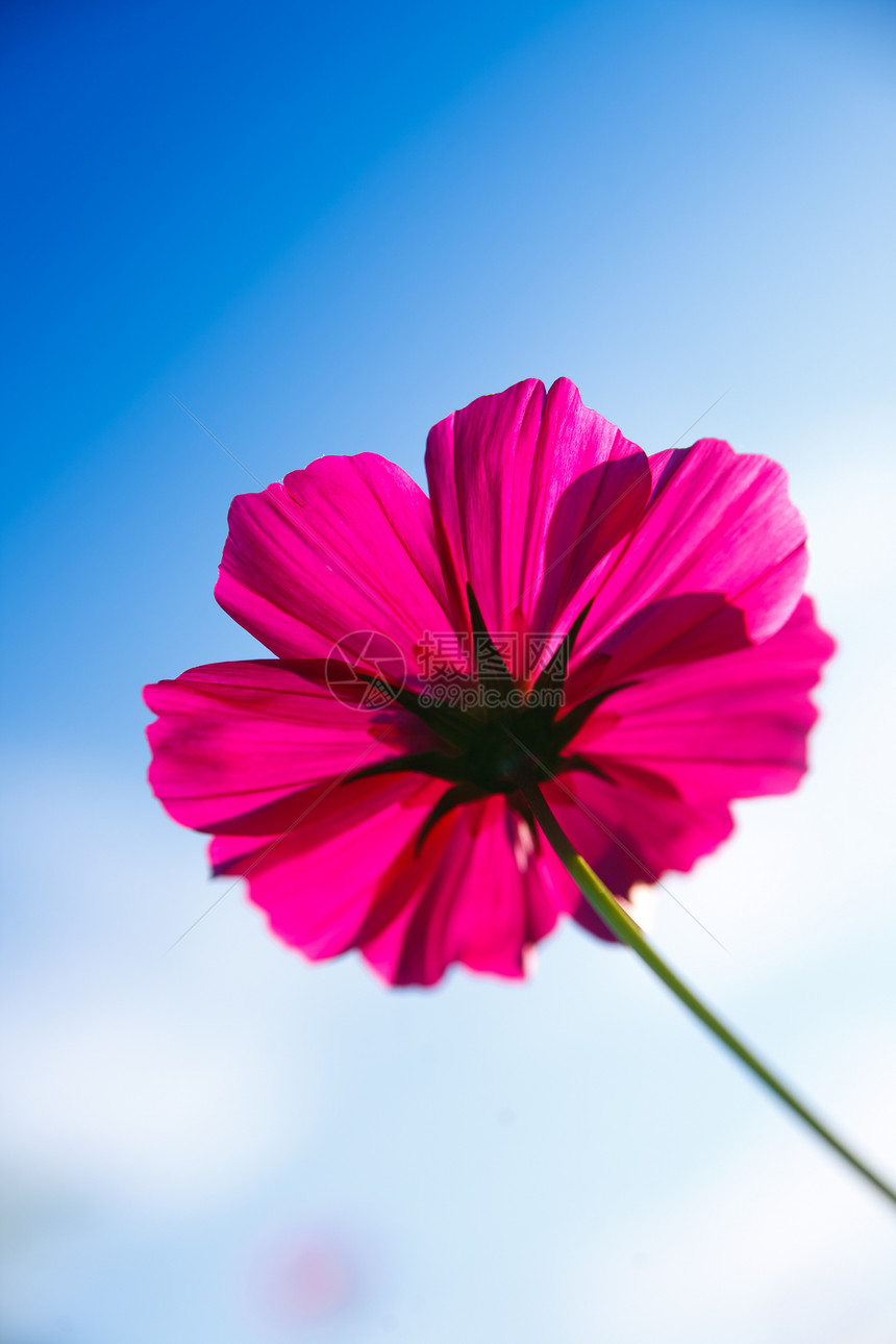 自然的花朵在瞬间花瓣雏菊叶子阳光黄色绿色白色花园家庭野花图片