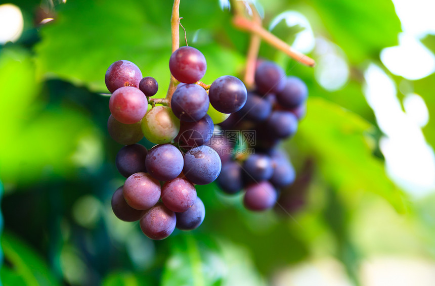 新鲜绿葡萄酒厂收成农场天空生长农村生产水果食物宏观图片