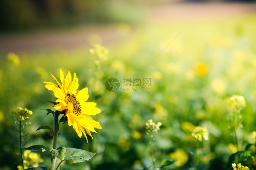 自然的花朵在瞬间花园绿色家庭雏菊蓝色植物花瓣野花美丽白色图片