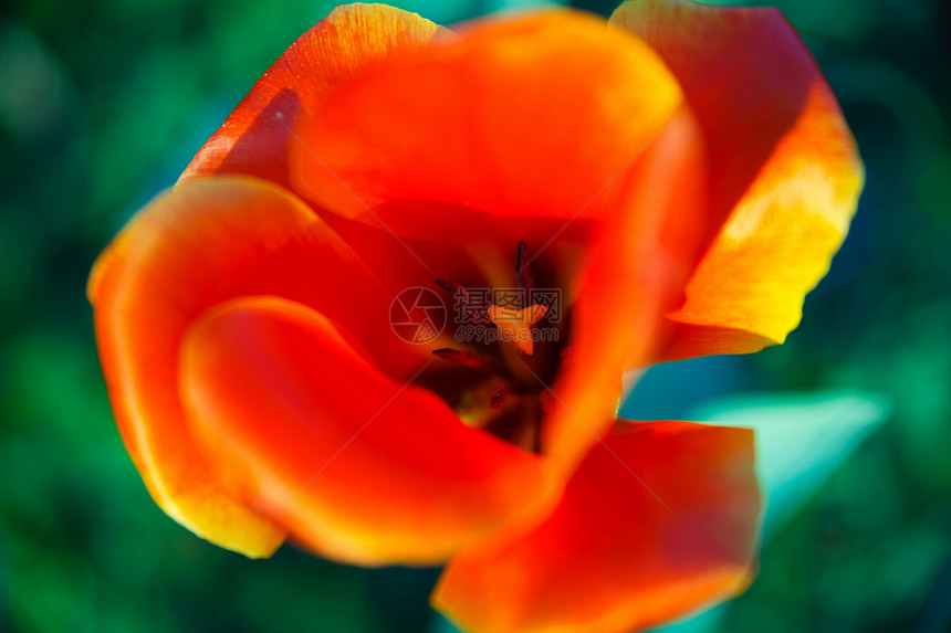 自然的花朵在瞬间阳光叶子黄色家庭雏菊花瓣绿色花园白色美丽图片