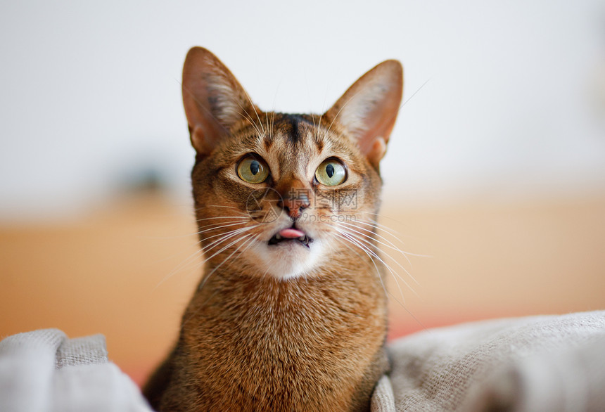 猫王橙子眼睛动物耳朵小猫好奇心宠物连体食肉注意力图片