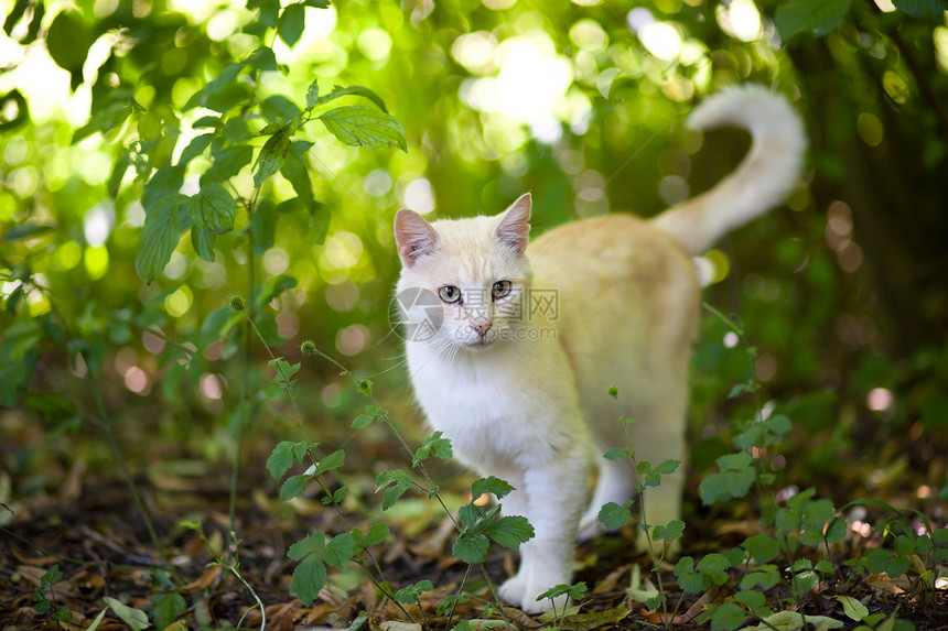 猫王食肉头发好奇心宠物晶须短发小猫男性眼睛连体图片