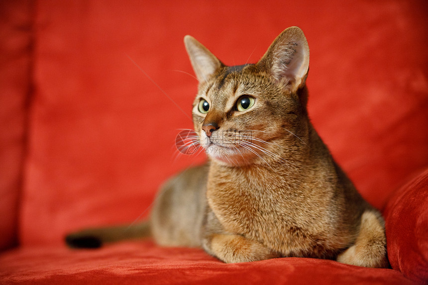 猫王猫科动物注意力晶须连体眼睛动物耳朵小猫头发食肉图片