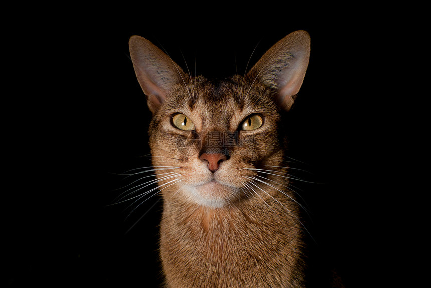 猫王动物毛皮生活食肉小猫头发宠物橙子耳朵连体图片