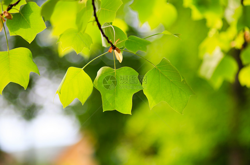 美丽的树叶在收缩中生活生长宏观森林阳光环境叶子衬套植物学绿色图片