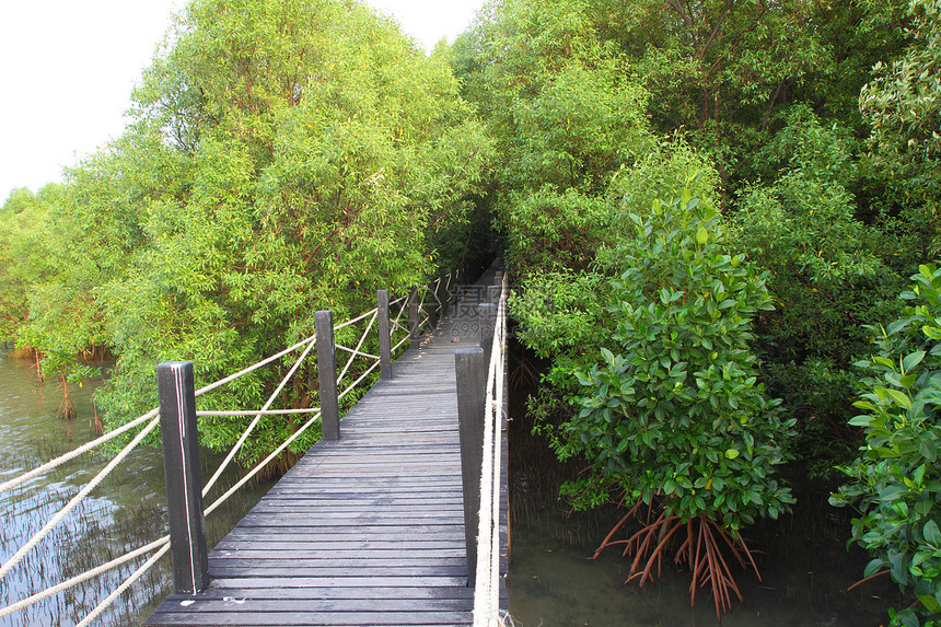 红树林中的木林桥图片