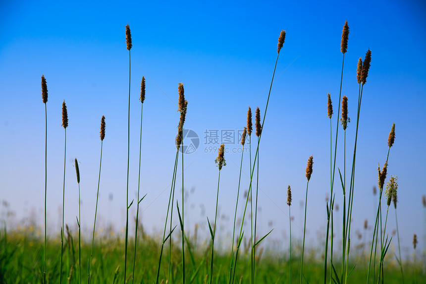 美丽的树叶在收缩中叶子阳光环境植物植物学绿色衬套宏观森林生活图片