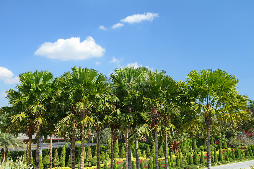 热带热带花园植物露台奢华旅游公园院子植物群天空植物学蓝色图片