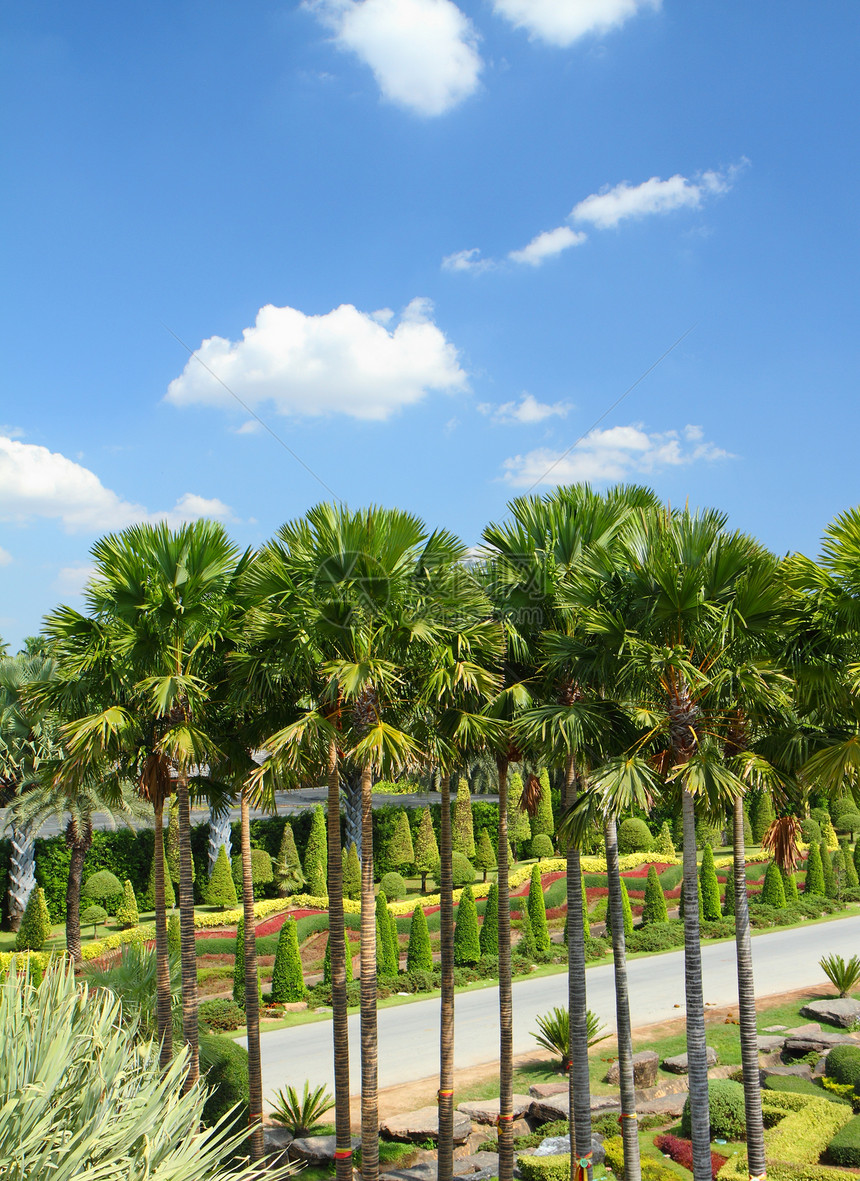 热带热带花园植物岩石露台石头园艺天空植物学奢华蓝色院子图片