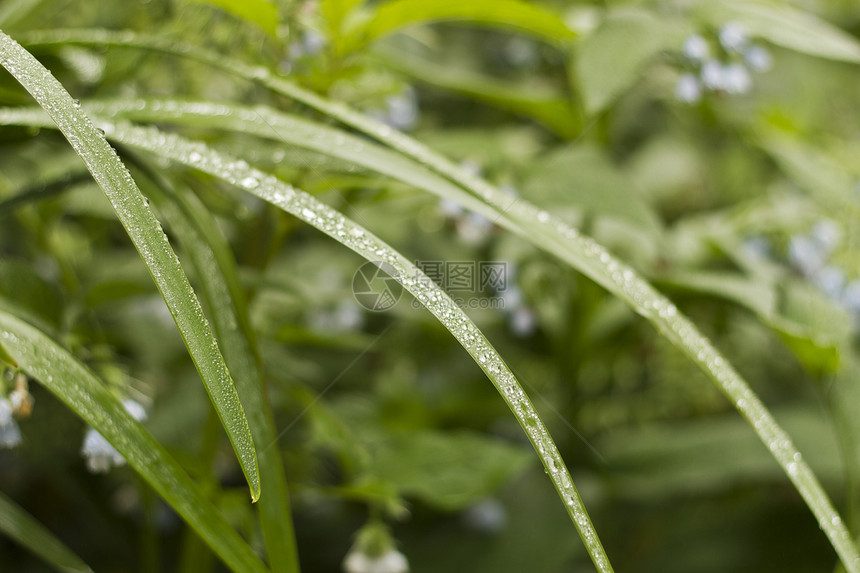 含有露露的青草环境生活水滴液体日落花园植物阳光卫生生长图片