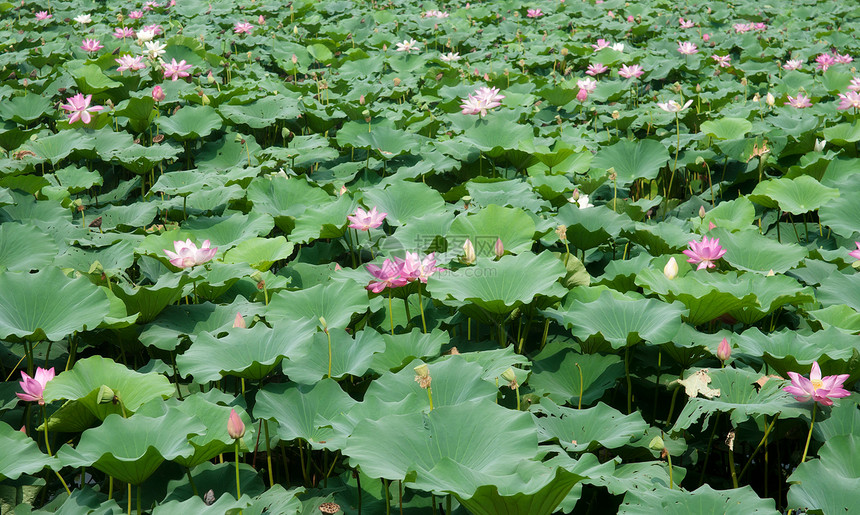 水柱花园生长园艺睡莲花朵植物图片