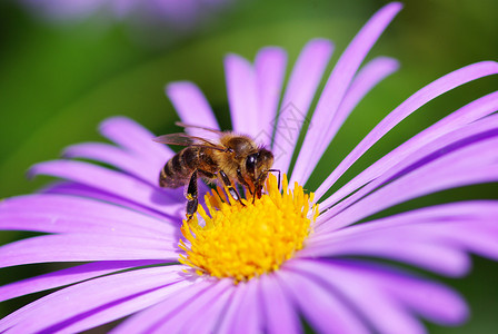 蜜蜂和蜜蜂蓝色绿色花瓣植物异国叶子活力蒲包情调公园高清图片