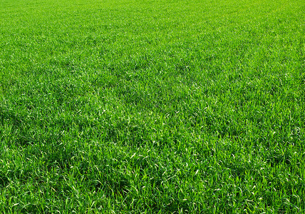 草地面积植物绿色生长活力背景图片
