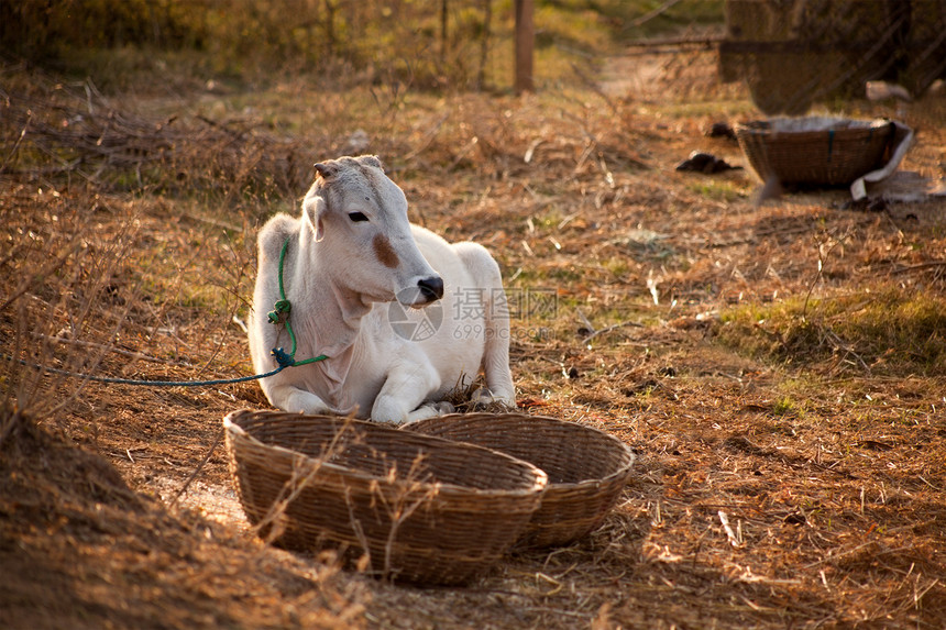 农田中的印度白牛记号奶牛森林村庄农场环境场地反刍动物公园动物图片