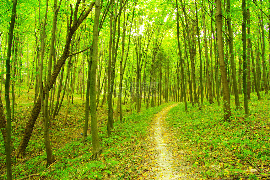 森林路径树木阳光林地日出绿色阴影太阳薄雾小路图片