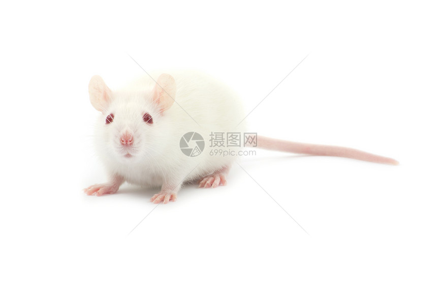 白老鼠老鼠实验实验室白色宠物尾巴红色害虫哺乳动物好奇心图片