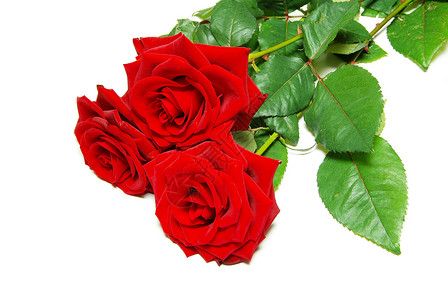 红玫瑰宏观娱乐花瓣热情晴天白色红色玫瑰植物背景图片