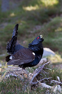 扇尾莺属苏格兰吸引高清图片