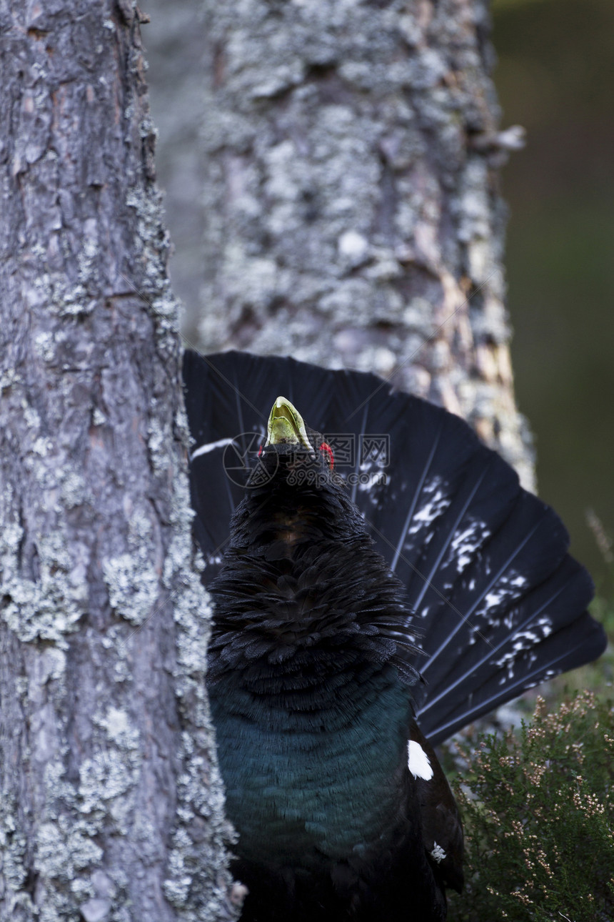 成年男性展示红名单扇尾照片荒野树木森林摄影公鸡鸟类聚体图片