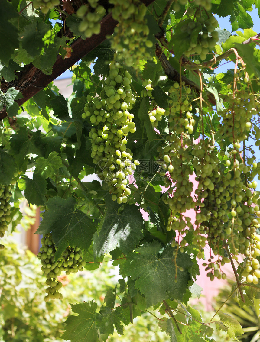 新鲜绿葡萄种植图片