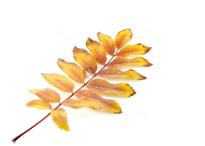 带彩色秋叶叶的交织静脉植物季节摄影团体黄色叶子橙子红色白色图片