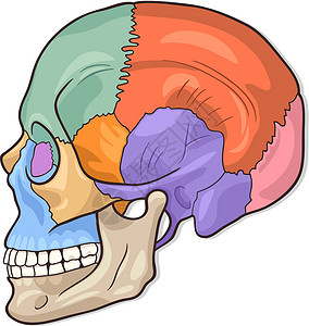 上颌骨人类皮肤图插图说明设计图片