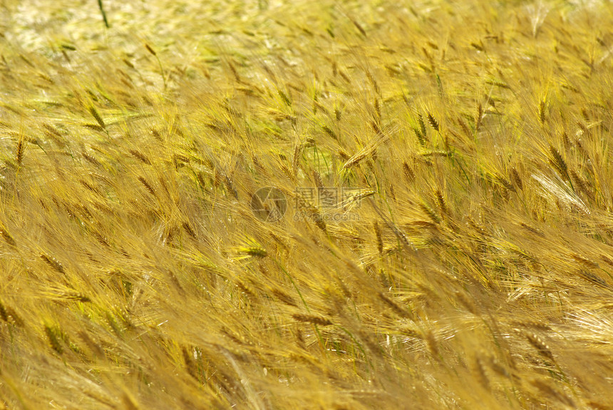 金金小麦种子农场乡村烘烤生长农村场地培育季节粮食图片
