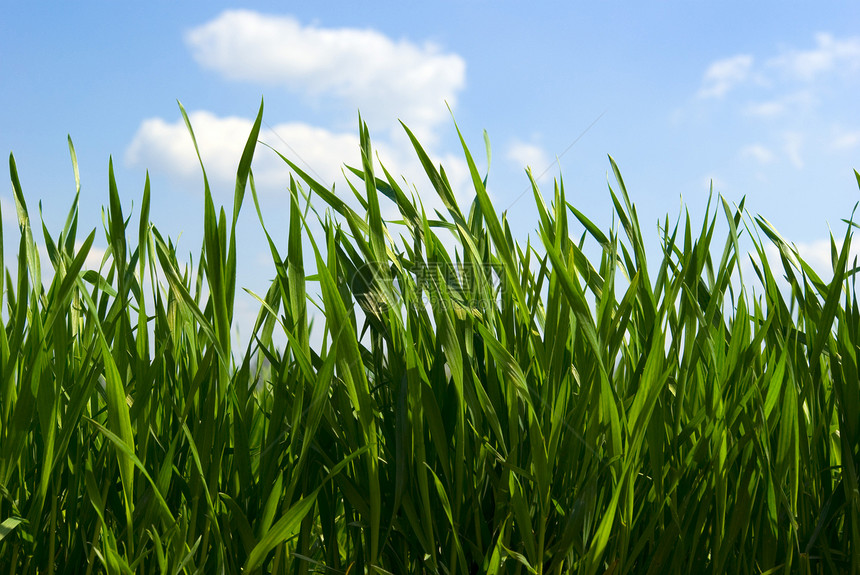草牧场园艺草地天空植物太阳生长蓝色场地绿色图片